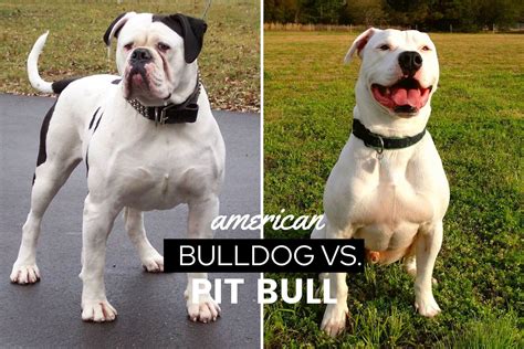 American Bulldog Vs Pitbull Who Would Win